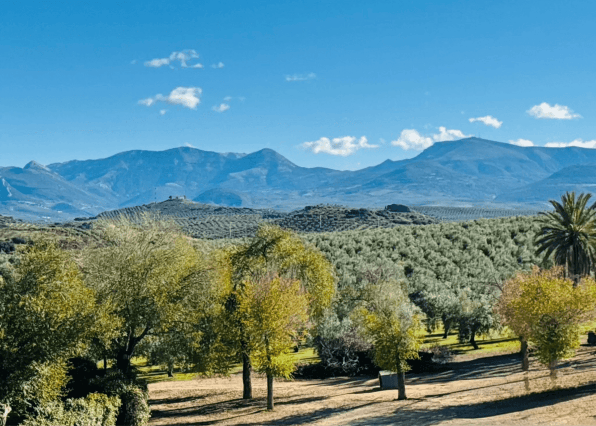 The Science of Freshness in Olive Oil - Koraje. Sierra Magina at the back drop of Cortijo Virgen Milagros
