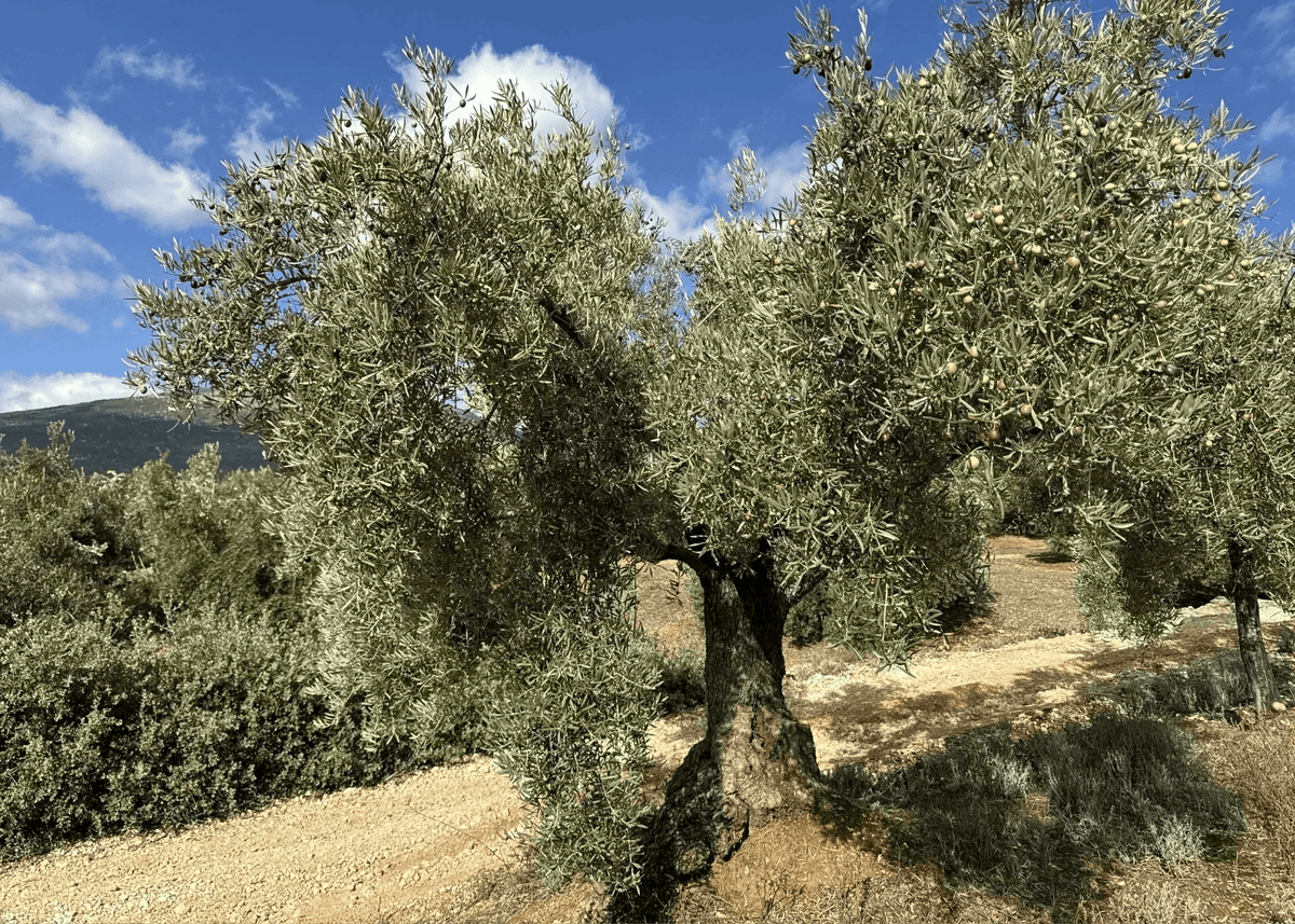 Authentic Extra Virgin Olive Oil - Koraje
