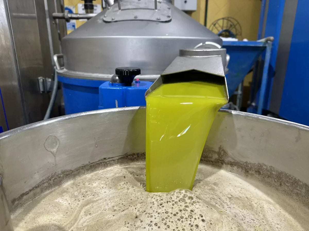 A green olive oil is flowing in a collection drum. It is symboliizng Polyphenols in Olive Oil .