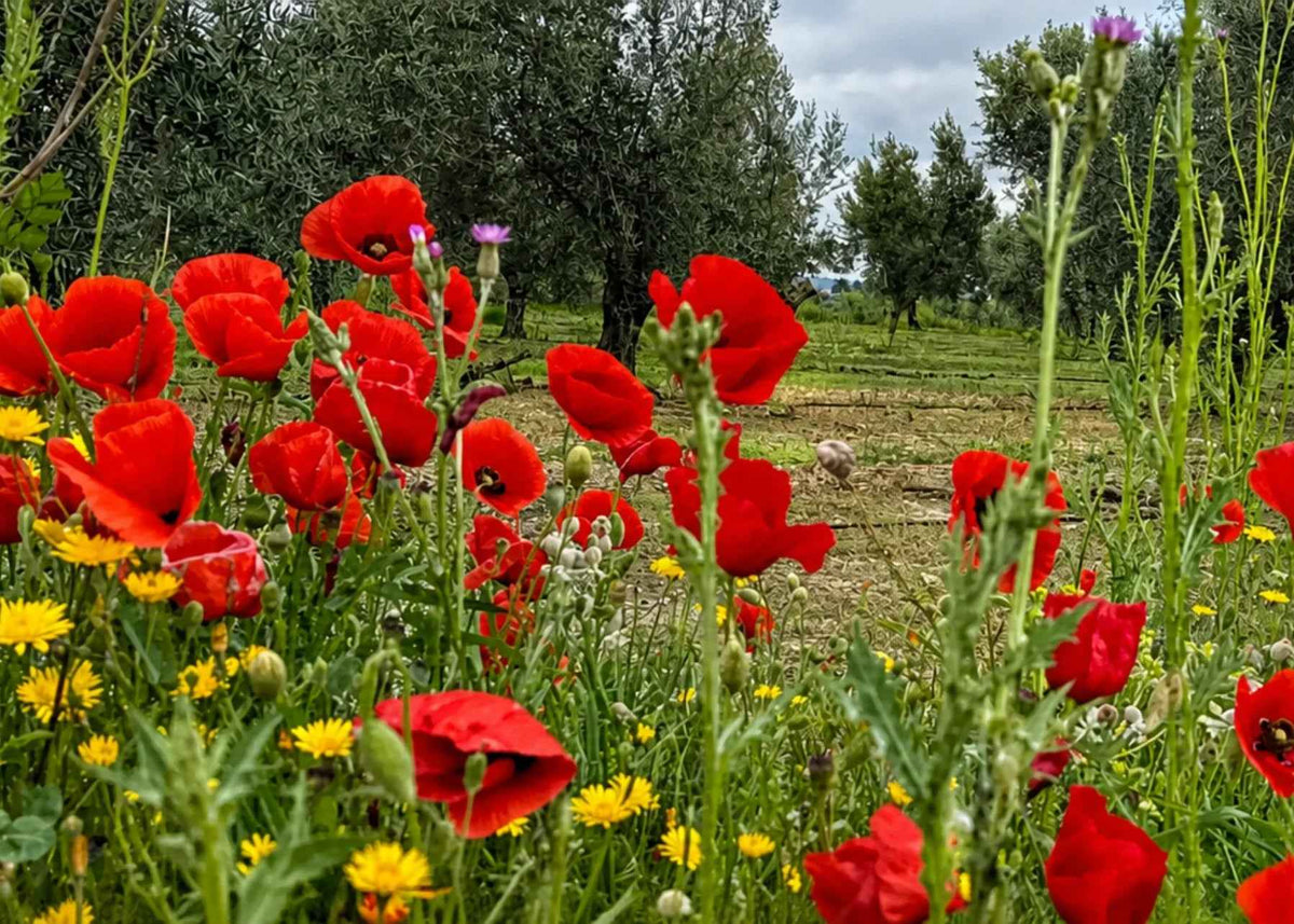EVOO Quality Control Beyond the Bottles with KORAJE - Koraje. Wild poppy flowers blooming in olive grove.