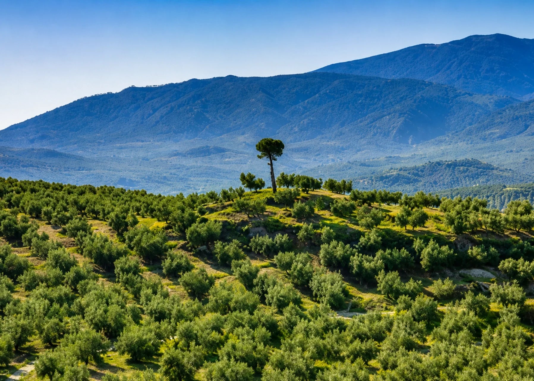 What Is Integrated Production? | Sustainable Olive Farming