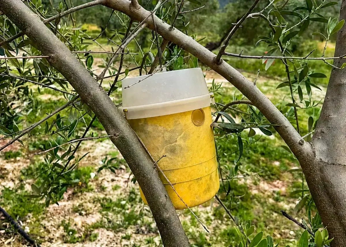 Integrated Pest Management Strategies for Effective Pest Control. A pheromones loaded fly trap set on an olive branch.