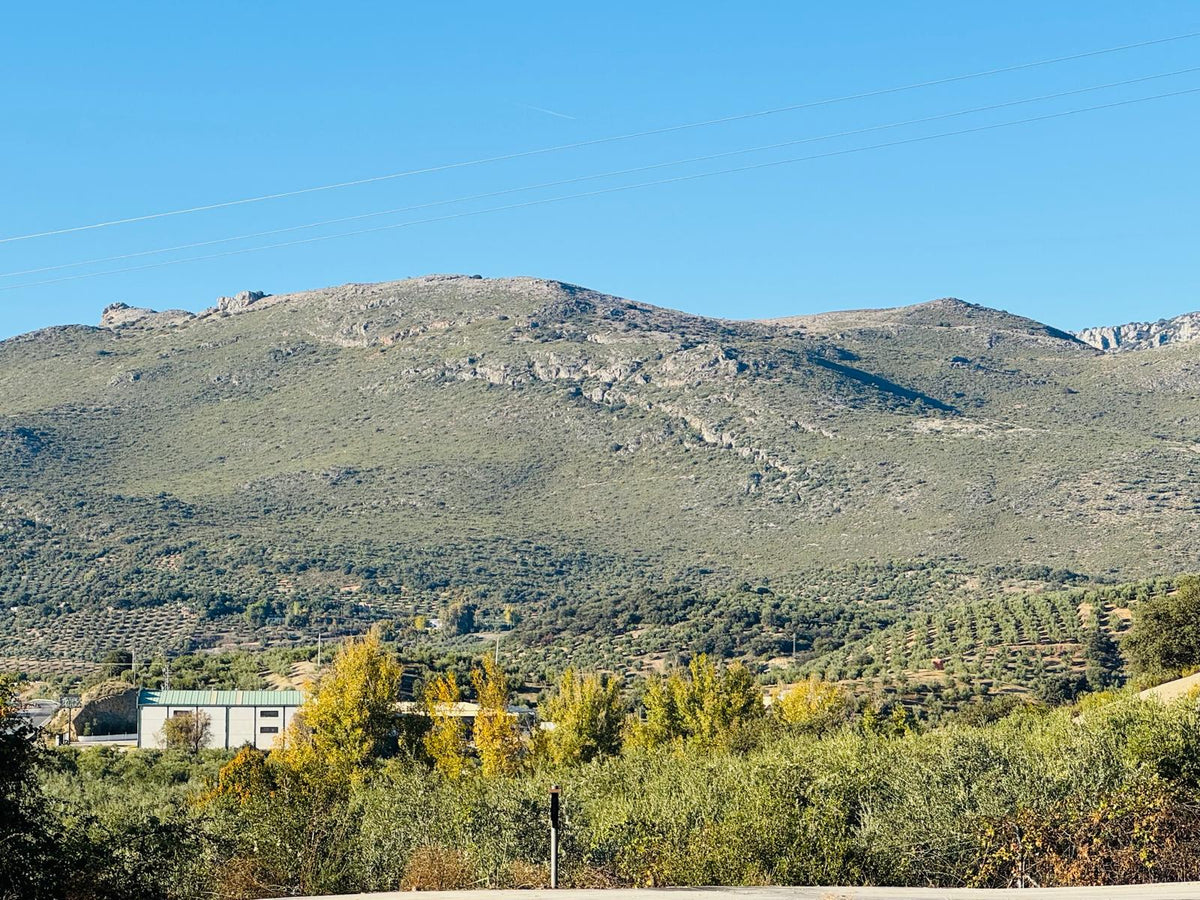 Spanish Olive Oil: Origin, Quality, and Global Leadership - Koraje