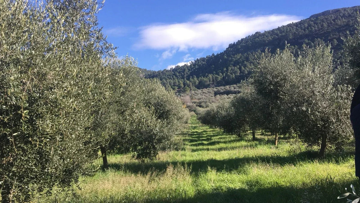 Integrated Production for Sustainable Olive Farming - Koraje