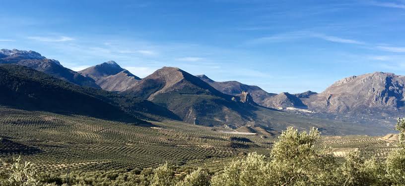 Jaén olive grove